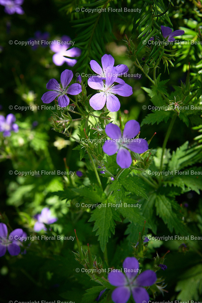 Wandbild Geranium-pratense-Johnsons-Blue 57 | Spannende Lichteffekte auf Geranium. Hell-Dunkles Lichtspiel lässt die Blüten magisch wirken.  - Realisiert mit Pictrs.com
