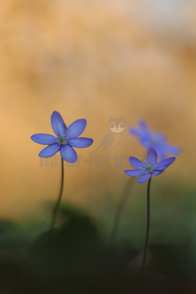 R6NF5250_20260318 | Nahaufnahme von drei blauen Leberblümchen (Hepatica nobilis) mit zarten Blütenblättern und einem hellen Zentrum, die auf dünnen Stielen vor einem weichen, unscharfen, warmen Hintergrund stehen. Die vorderste Blüte ist scharf fokussiert, während die anderen leicht unscharf im Hintergrund erscheinen. - Realisiert mit Pictrs.com