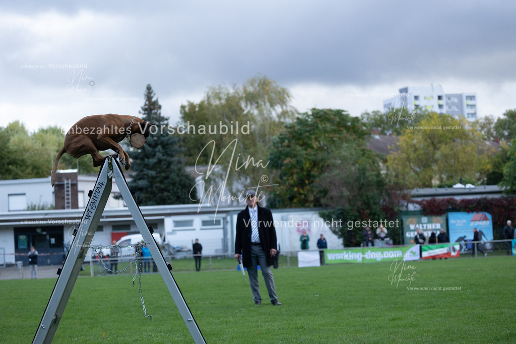 _16A4771 | Einzigartige Fotos von Hunden & Menschen –Actionfotos, Portraits, Vereinsaufnahmen & Paarshootings – authentisch, lebendig & mit Herz.
