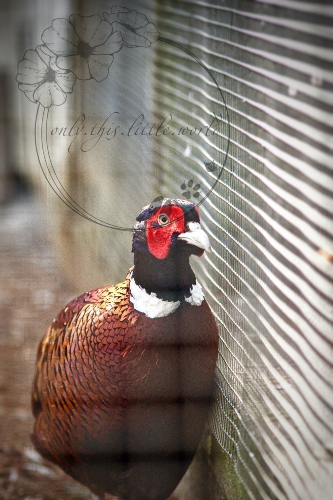 Fasan (leider hinter Gittern)  | Leider habe ich kein Bild ohne das Gitter, aber aufgrund seines leuchtenden Gefieders und seiner schönen Haltung, habe ich das Bild hier aufgenommen.  - Realisiert mit Pictrs.com