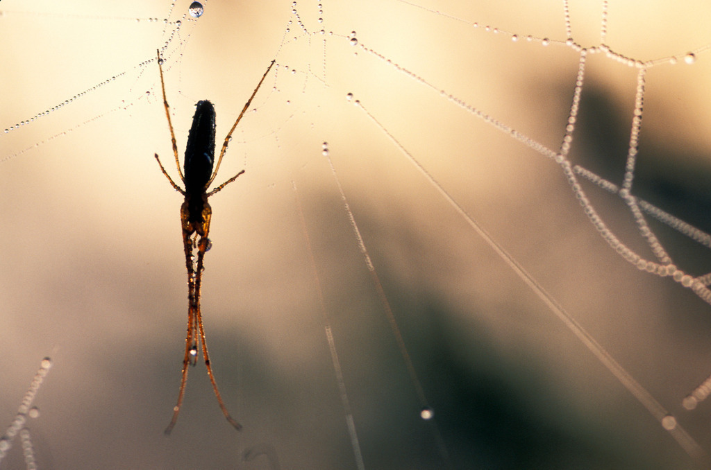 Beute im Spinnennetz | Rohrspitz, Austria - December 09, 2009: Beute im Spinnennetz. - Realisiert mit Pictrs.com