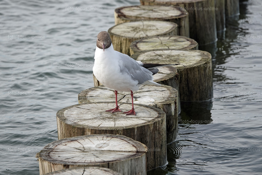 North Beach, Darß | foto-focus-online