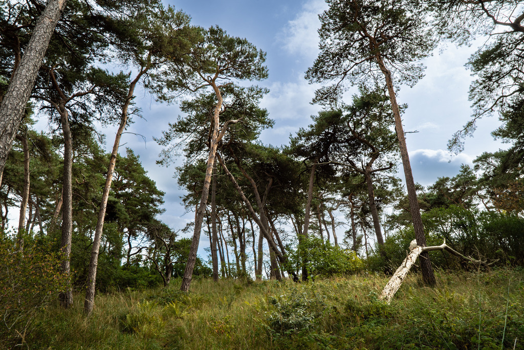 Hohenwieschendorf im Spätsommer | Ein Vormittag im Spätsommer 2023 an der Steilküste vor Hohenwieschendorf in Mecklenburg-Vorpommern.  - Realisiert mit Pictrs.com