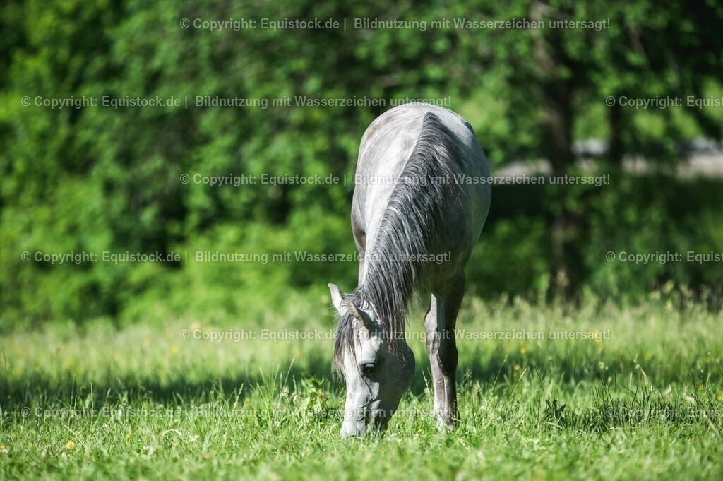 20210617_Araber_Marbach_Koppel_0040 | Foto: Thomas Hartig