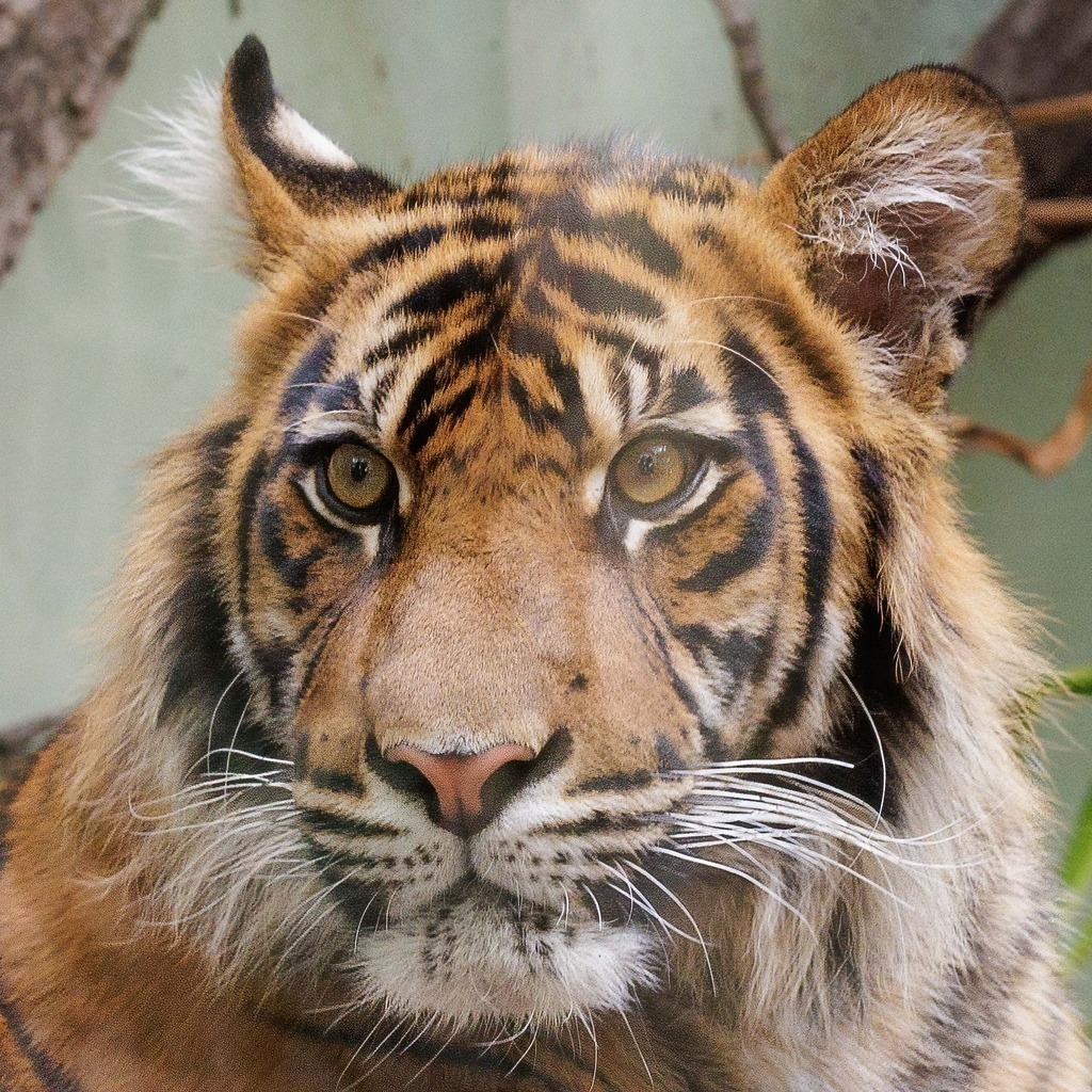 2026414-115934Zoo_Frankfurt100L0670_finish | Fotografie mit Perspektive: Luftfahrt, Menschen & Natur. Hochwertige Fine-Art-Fotografie, visuelles Storytelling und emotionale Bildwelten entdecken & kaufen.Fine Art Fotografie, visuelles Storytelling, Luftfahrtfotografie, emotionale Fotokunst - Realisiert mit Pictrs.com