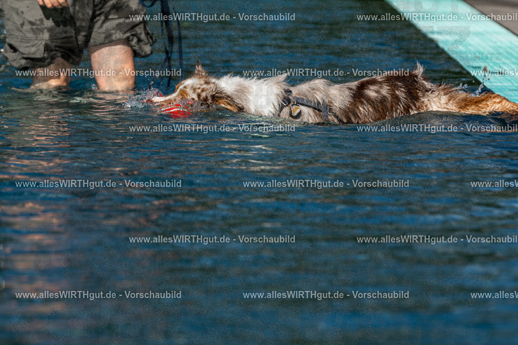 Hundeschwimmen_Volksbad_2026-allesWIRTHgut_Tierfotografie-2609061031-FAY05926 | Professionelle Tierfotografie in Mönchengladbach von Daniel Wirth (allesWIRTHgut). Liebevolle & natürliche Bilder von Hunden & Katzen für unvergessliche Erinnerungen.