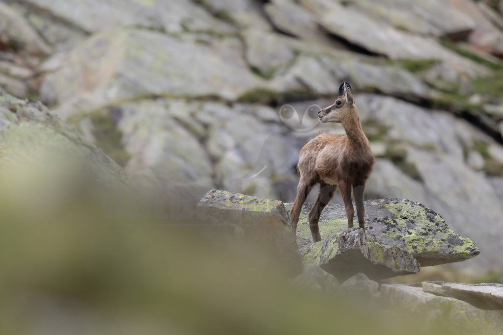 _5NF0936_20250713 | Eine junge Gämse (Rupicapra rupicapra) mit hellbraunem Fell und kurzen, dunklen Hörnern steht auf moosbewachsenen Felsen in einer alpinen Umgebung. Das Tier blickt aufmerksam nach links aus dem Bild. Im Hintergrund sind weitere Felsen und Geröll zu sehen, die leicht unscharf sind. Der Vordergrund ist ebenfalls unscharf mit grünen und braunen Farbtönen, was den Fokus auf die Gämse lenkt. Es sind keine direkten Interaktionen mit anderen Tieren oder der Umgebung zu erkennen; die Gämse scheint ihre Umgebung zu beobachten. - Realisiert mit Pictrs.com