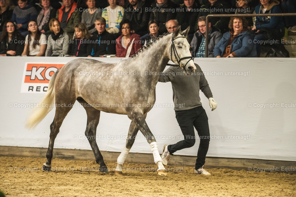 20240302_Hengstvorstellung_Marbach_TOMsPiC_0960 | equistock