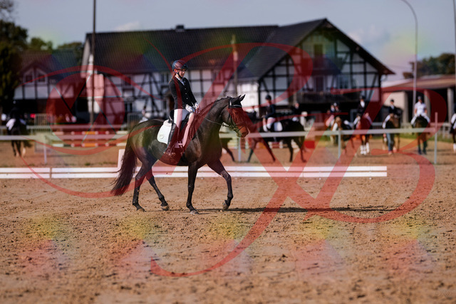 2026_10_03_Siefer-Hof_121407_Z81_15413682 | Professionelle Reitsport-, Turnier- und Eventfotografie von Robert Broda. Galerien mit ausgewählten und bearbeiteten Bildern direkt online ansehen und bestellen.