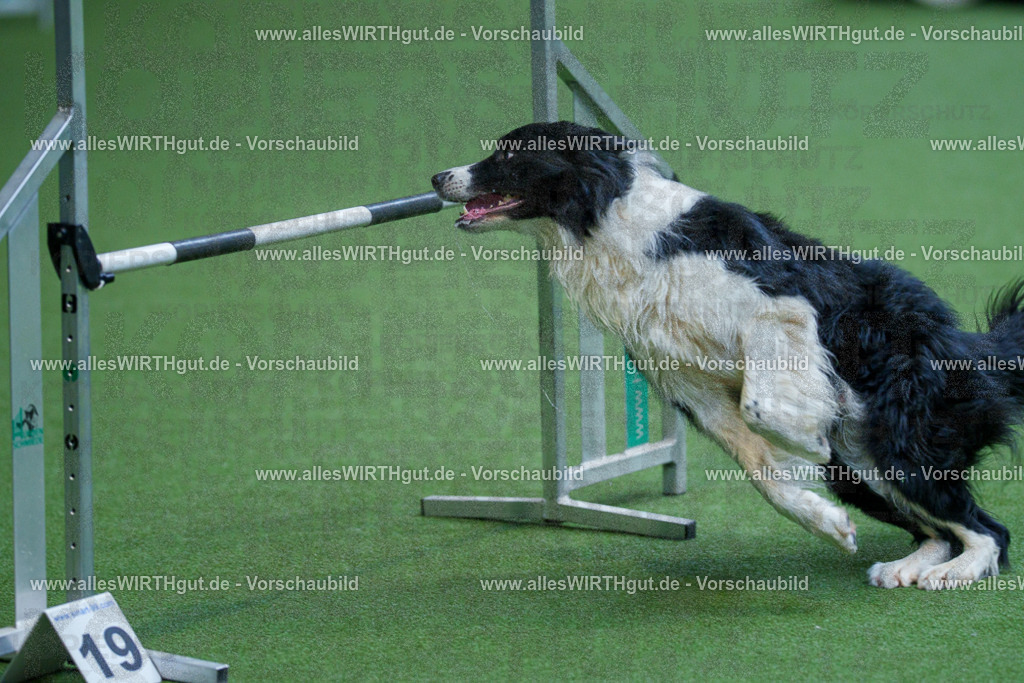 @allesWIRTHgut_Tierfotografie - www.allesWIRTHgut.de - 2604261532-7R505919 | Professionelle Tierfotografie in Mönchengladbach von Daniel Wirth (allesWIRTHgut). Liebevolle & natürliche Bilder von Hunden & Katzen für unvergessliche Erinnerungen.