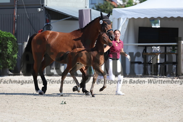 Weilheim_2025_Fohlenschau_KN_06_Hengstfohlen (13) | Alle Fotos der Reiterjournal Fotografin Doris Matthaes im Reiterjournal Online-Fotoshop. - Realisiert mit Pictrs.com