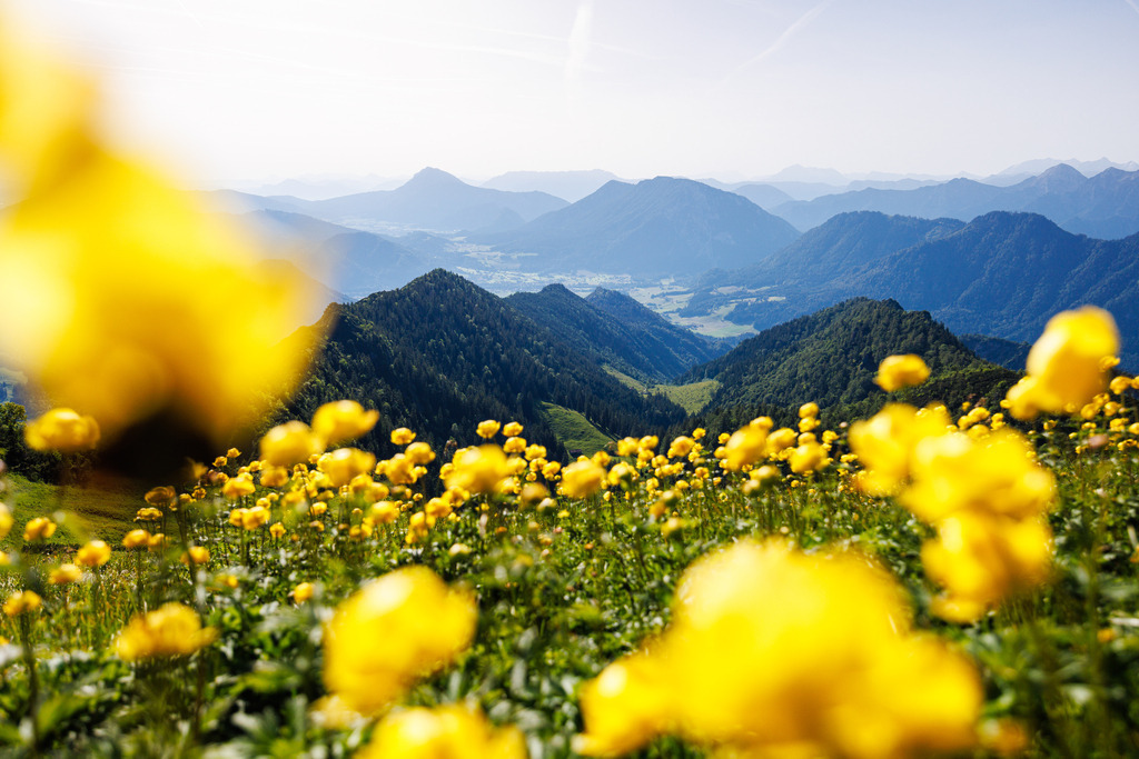Vom Hochfelln - Blumen | ap-design // andreas plenk - Realisiert mit Pictrs.com