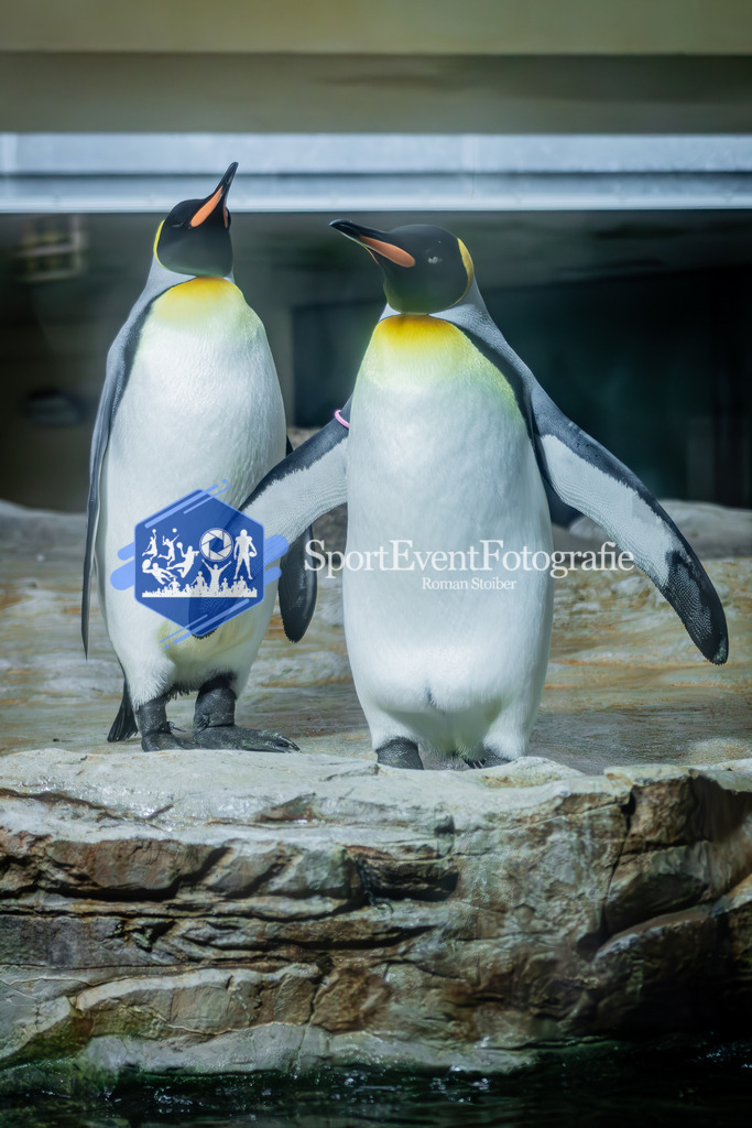 IMAG7732 | SportEventFotografie - Roman Stoiber