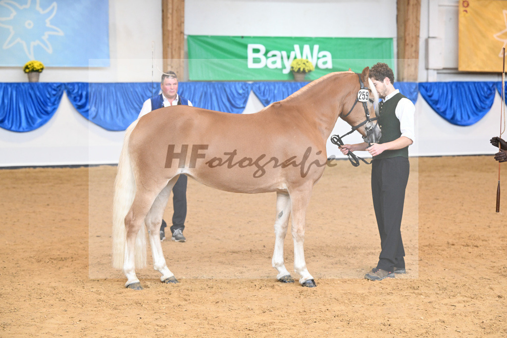 Kat-Nr. 259 Odette K_Kappelsberger_54223151 | hf-fotografie - Realisiert mit Pictrs.com