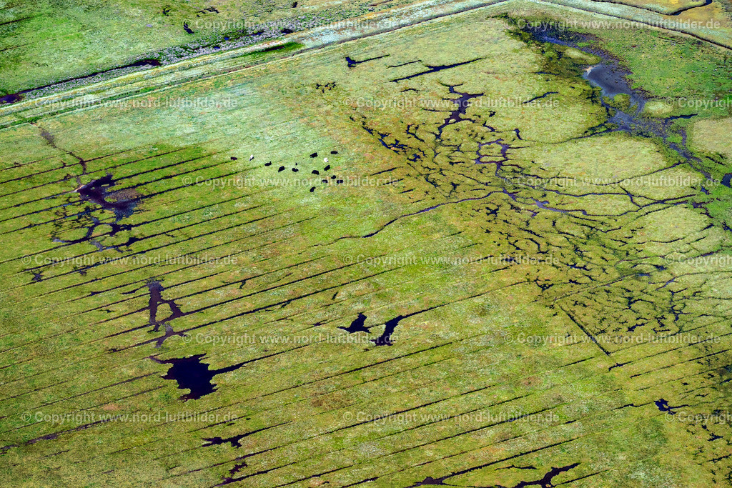 Sylt_Kampen_Rinder_Ostseite_Salzwiesen_ELS_4410130825 | KAMPEN (SYLT) 13.08.2025 Rinder auf den Salzwiesen in Kampen (Sylt) im Bundesland Schleswig-Holstein, Deutschland. // Cattle on the salt marshes in Kampen (Sylt) in the federal state of Schleswig-Holstein, Germany. Foto: Martin Elsen