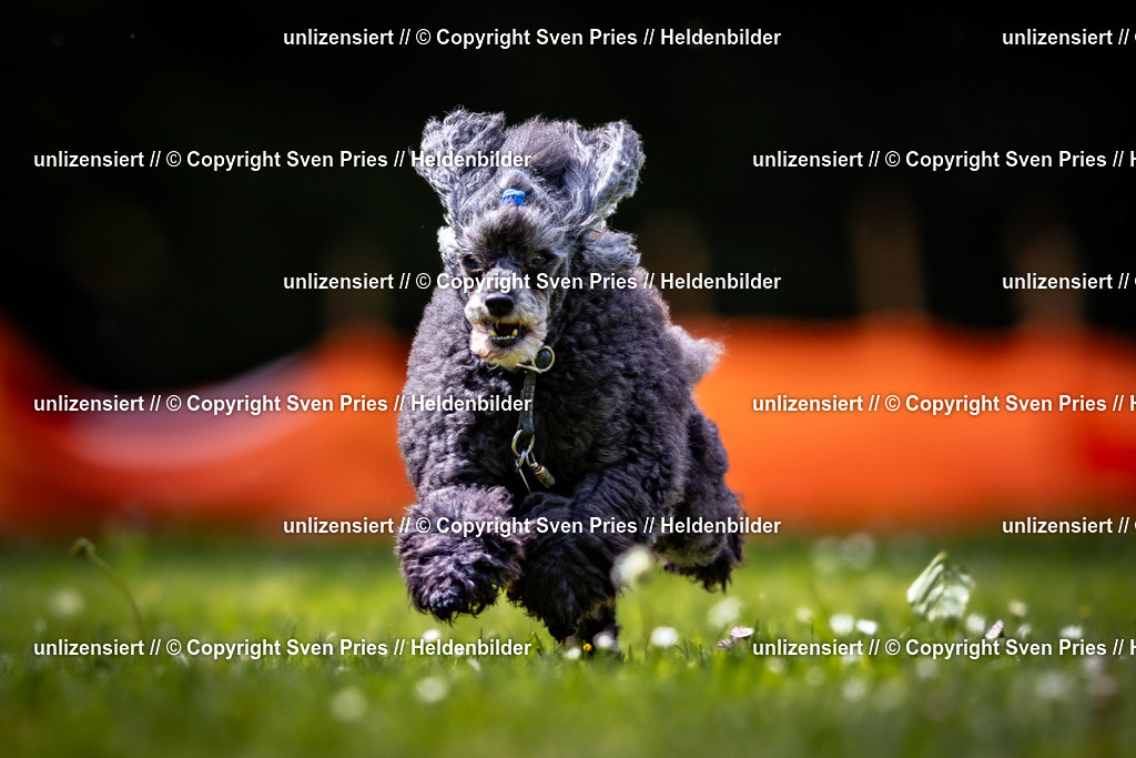 Sven Pries | 2026-05-14 - Hunderennen KA Durlach Vatertag 2026 - Realisiert mit Pictrs.com