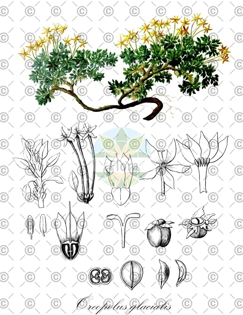 HistAbb_wfo-0001136085_1_ENZY_Simple | Historische Abbildung von Oreopolus glacialis - Rubiaceae | Historical Illustration of Oreopolus glacialis - Rubiaceae