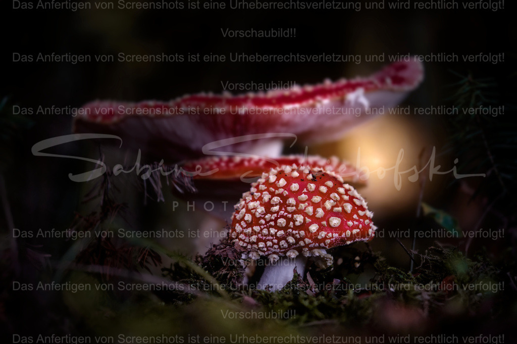 Wandbild Fliegenpilze | People- und Tierfotografie, Imageaufnahmen, Veranstaltungsfotografie und Wandbilder aus der Natur ★ Made in Germany ✔️ Druck + Downloads ✔️ Naturfotografie in Top Qualität ★ schneller Versand, weltweite Lieferung! - Realisiert mit Pictrs.com