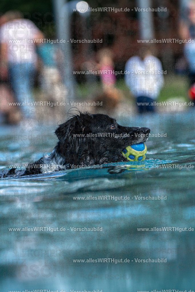 Hundeschwimmen_Volksbad_2026-allesWIRTHgut_Tierfotografie-2609061221-FAY06459 | Professionelle Tierfotografie in Mönchengladbach von Daniel Wirth (allesWIRTHgut). Liebevolle & natürliche Bilder von Hunden & Katzen für unvergessliche Erinnerungen.