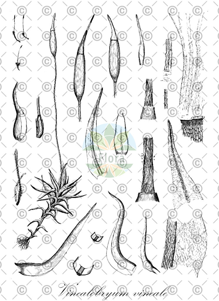 HistAbb_wfo-0001056817_1_ENZY_Simple | Historische Abbildung von Vinealobryum vineale - Pottiaceae | Historical Illustration of Vinealobryum vineale - Pottiaceae