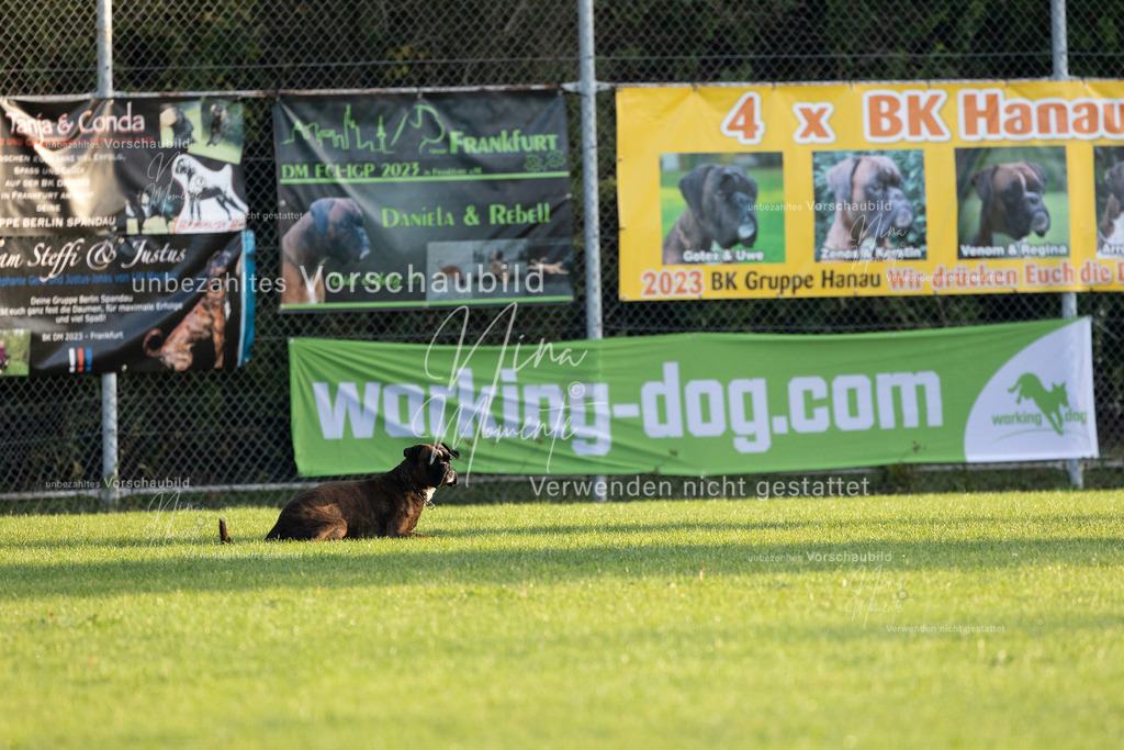 _16A5981 | Einzigartige Fotos von Hunden & Menschen –Actionfotos, Portraits, Vereinsaufnahmen & Paarshootings – authentisch, lebendig & mit Herz.