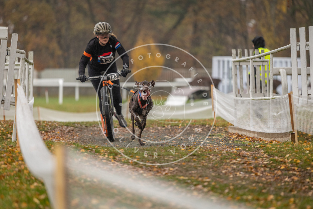 CaniXpix_DV3A8014 | Hundefotografie, Tierfotograf, Pfotenfotografie, Fotoshooting Hund, Hunde Portrait, Hundesport, Hundeportraits, Heideshooting, Hunde, Sportfotograf, Hundefotograf, Turnierhundsport, THS,  - Realisiert mit Pictrs.com