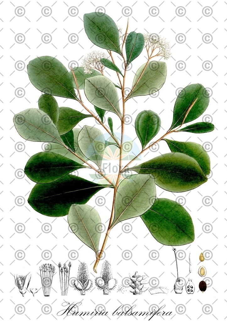HistAbb_wfo-0001259813_1_ENZY_Simple | Historische Abbildung von Humiria balsamifera - Humiriaceae | Historical Illustration of Humiria balsamifera - Humiriaceae