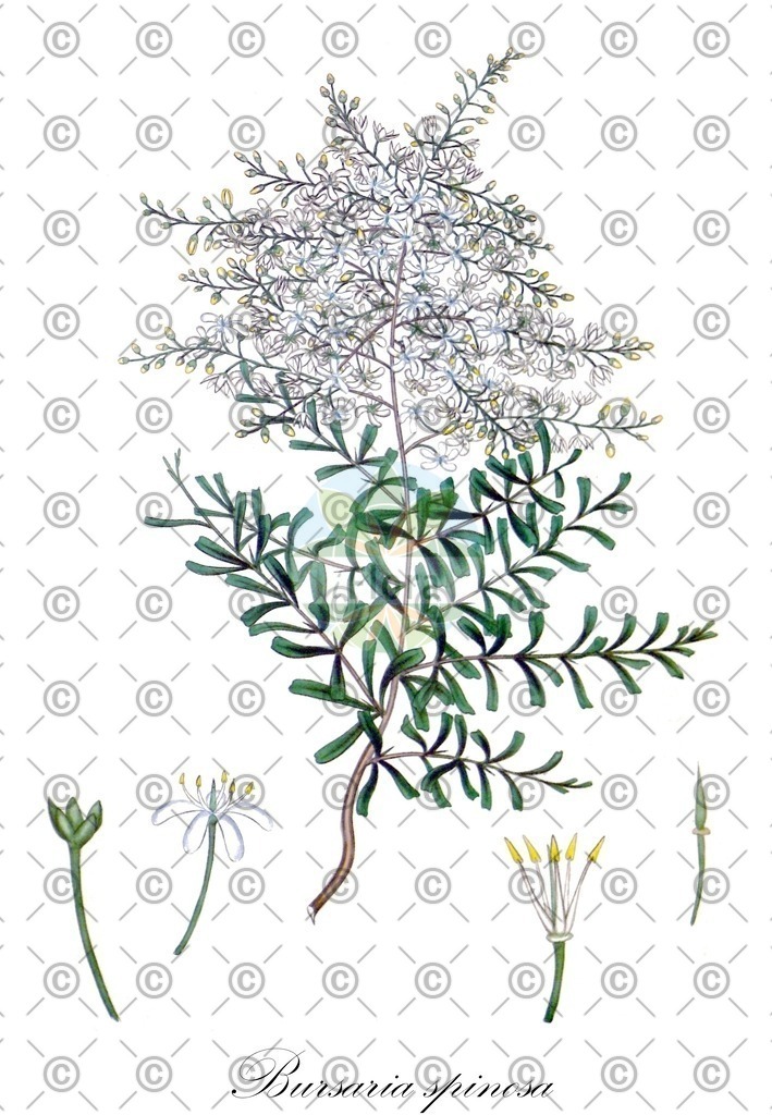 HistAbb_wfo-0000576092_2_ENZY_Simple | Historische Abbildung von Bursaria spinosa - Pittosporaceae | Historical Illustration of Bursaria spinosa - Pittosporaceae