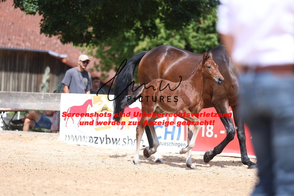 Fohlenschau_Schwäbisch_Hall_dressurbetonte_Fohlen_KN 13_1 | lmwpictures - Realisiert mit Pictrs.com