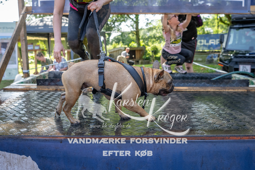 1434_ZZ94475 | kk-dogfotos