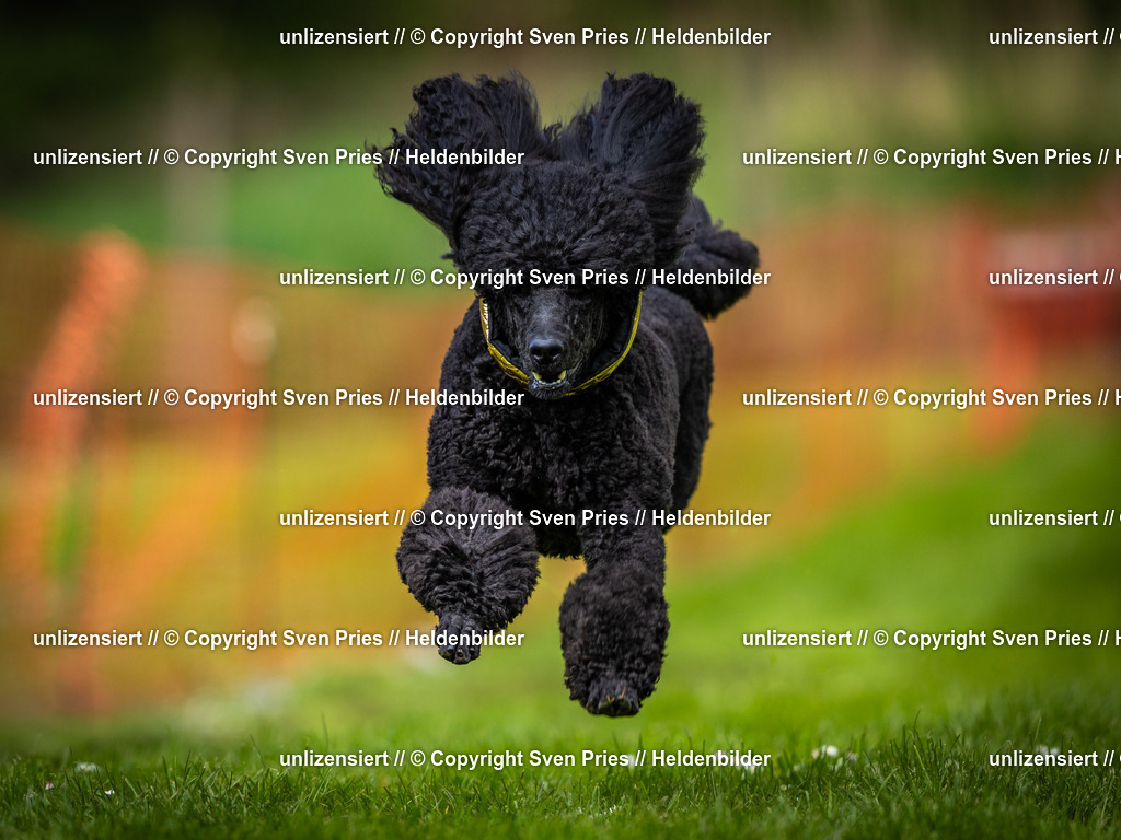 Sven Pries | 2025-04-13 - Hunderennen Baden-Baden - Realisiert mit Pictrs.com