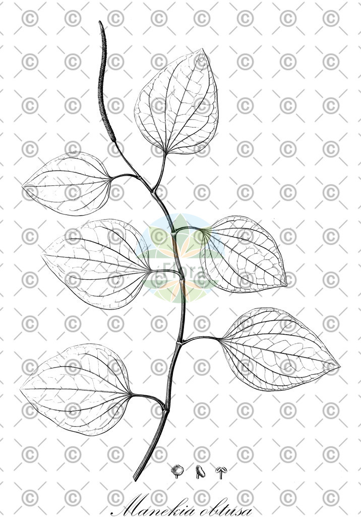 HistAbb_wfo-0000371248_1_ENZY_Simple | Historische Abbildung von Manekia obtusa - Piperaceae | Historical Illustration of Manekia obtusa - Piperaceae