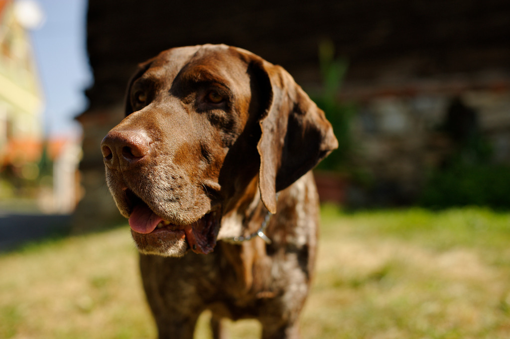 Haushund Portrait | Großklein, Austria - August 25, 2012: Buschenschank Wölfl;  Haushund Portrait, im Hintergrund der Buschenschank. - Realisiert mit Pictrs.com