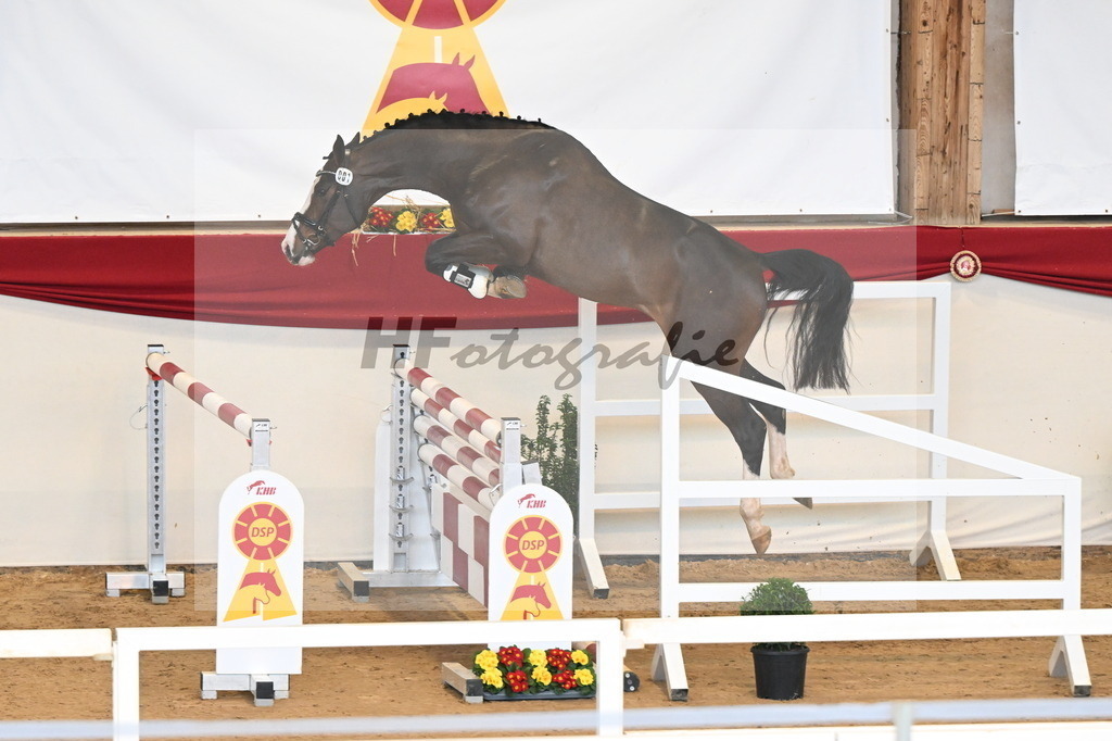 Kat.-Nr. 1 v. Blue Diamond (Hagbar du Lozon)_Schadock_3261465 | hf-fotografie - Realisiert mit Pictrs.com