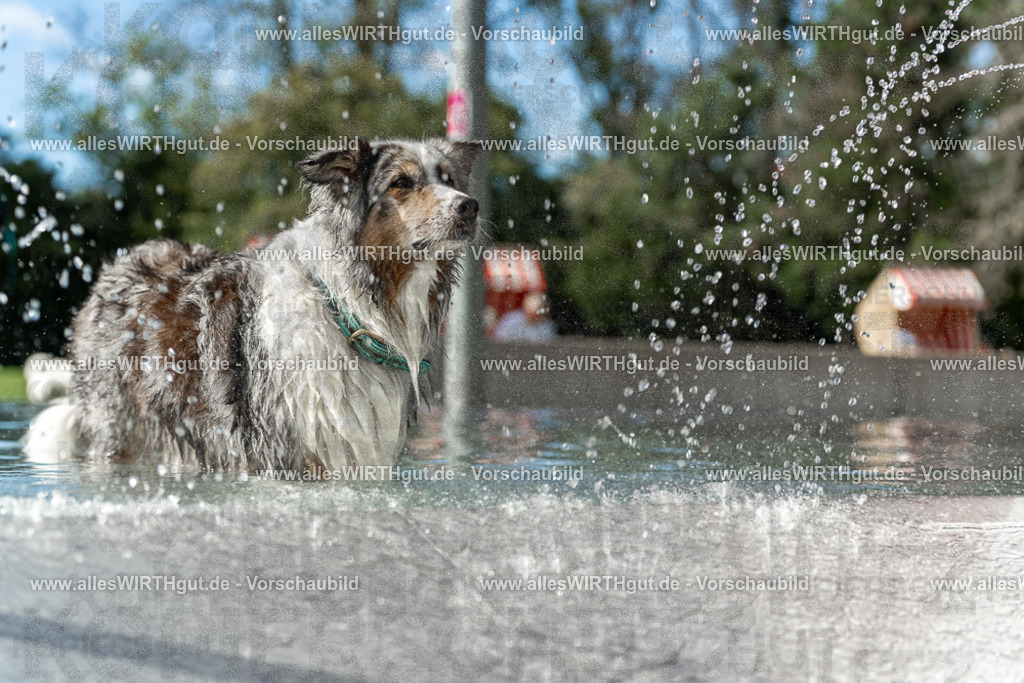 Hundeschwimmen_Volksbad_2026-allesWIRTHgut_Tierfotografie-2609061534-7R501627 | Professionelle Tierfotografie in Mönchengladbach von Daniel Wirth (allesWIRTHgut). Liebevolle & natürliche Bilder von Hunden & Katzen für unvergessliche Erinnerungen.