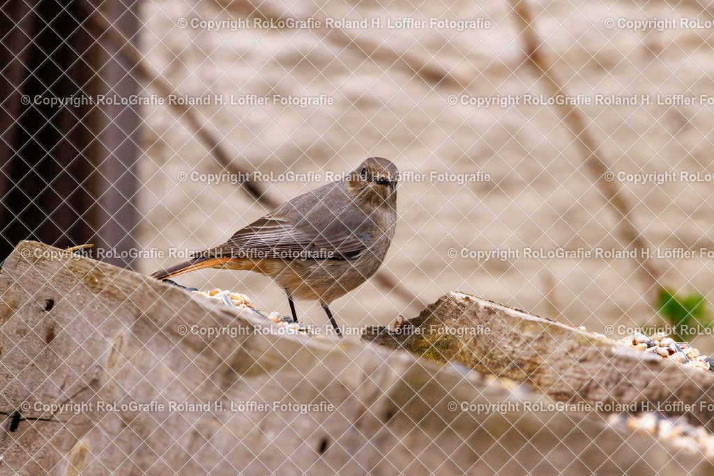 Wildvögel_19 | Singvogel in freier Natur im Garten - Realisiert mit Pictrs.com