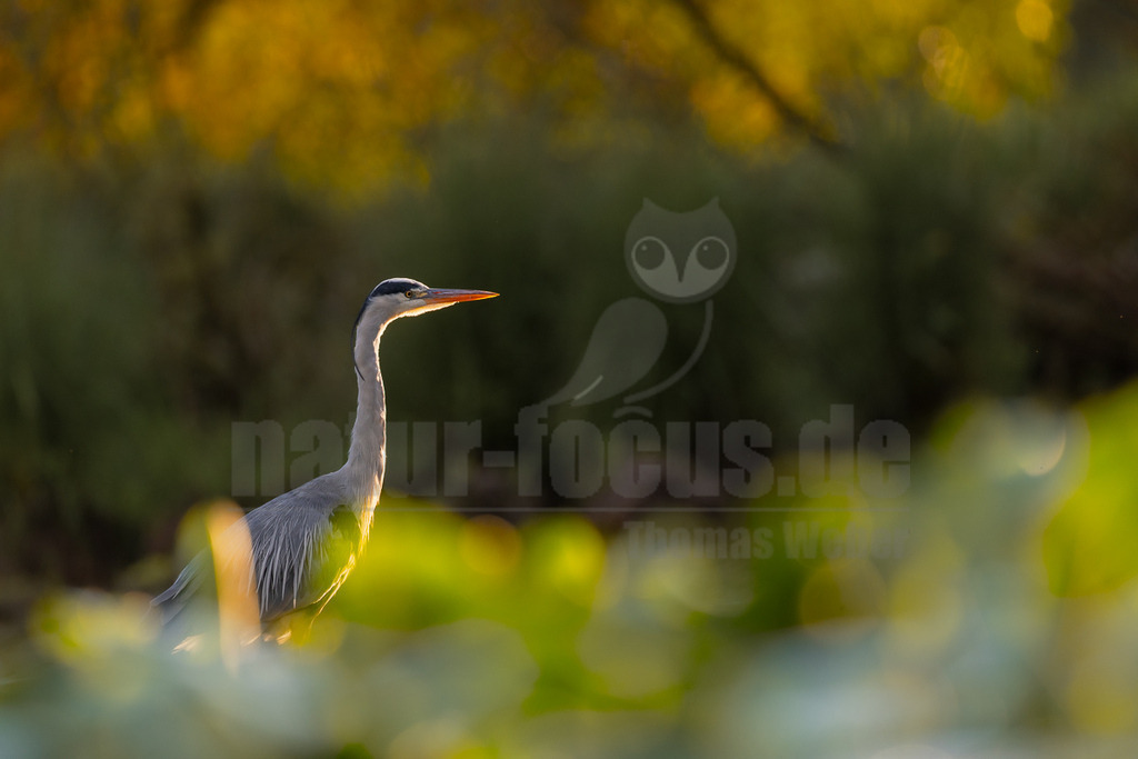 _5M21609_20250830-2 | Ein Graureiher (Ardea cinerea) ist im goldenen Licht der Dämmerung oder des Sonnenuntergangs zu sehen. Der Vogel steht aufrecht, sein langer Hals und Kopf sind nach rechts gerichtet, als würde er die Umgebung beobachten. Sein Gefieder ist überwiegend grau, mit einem weißen Hals und einem markanten schwarzen Streifen über dem Auge. Der Schnabel ist lang und orangefarben. Der Hintergrund ist unscharf und zeigt eine Mischung aus grünen Pflanzen im Vordergrund und einem warmen, goldenen Leuchten von Bäumen oder Büschen im oberen Bereich, was auf die tief stehende Sonne hindeutet. Es sind keine spezifischen Interaktionen erkennbar; der Reiher scheint allein zu sein und seine Umgebung zu beobachten. - Realisiert mit Pictrs.com
