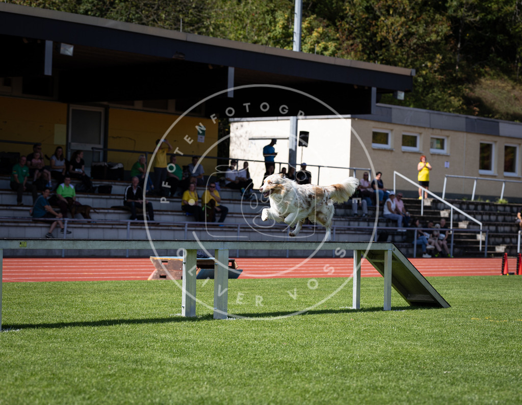 Pfotenfotografie_DV3A8264 | Hundefotografie, Tierfotograf, Pfotenfotografie, Fotoshooting Hund, Hunde Portrait, Hundesport, Hundeportraits, Heideshooting, Hunde, Sportfotograf, Hundefotograf, Turnierhundsport, THS,  - Realisiert mit Pictrs.com