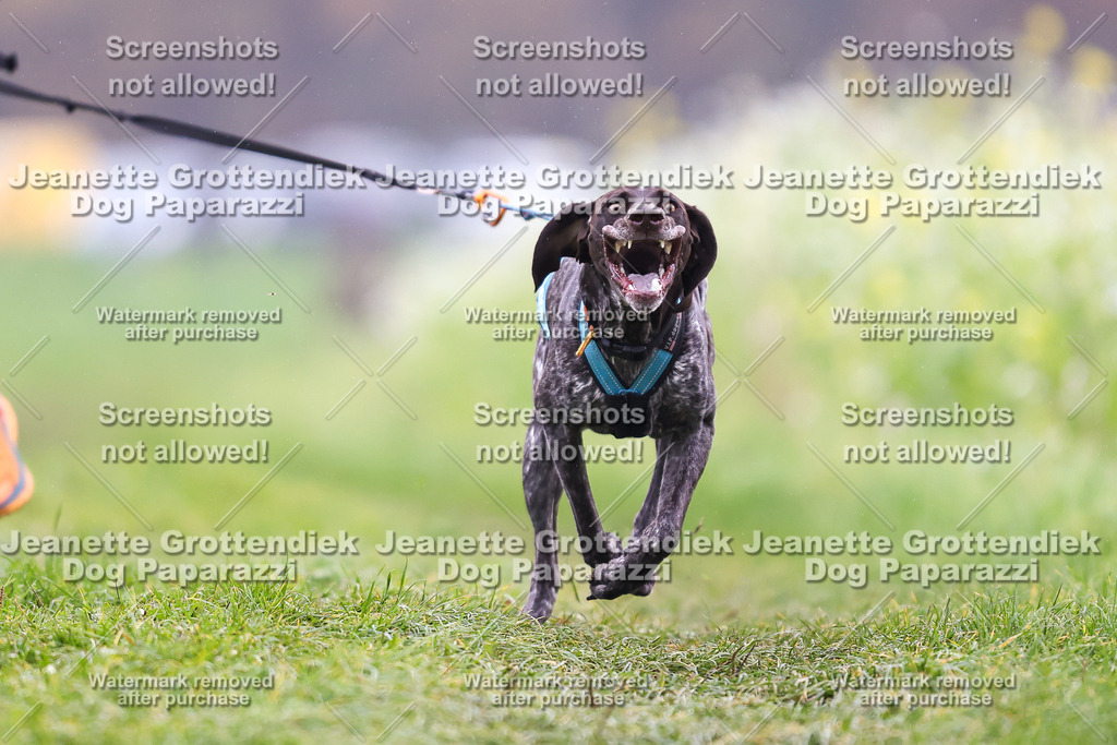 Dog Paparazzi - Visbeck 25 -790 | Dog Paparazzi Jeanette Grottendiek Fotografie & Videografie - Realisiert mit Pictrs.com