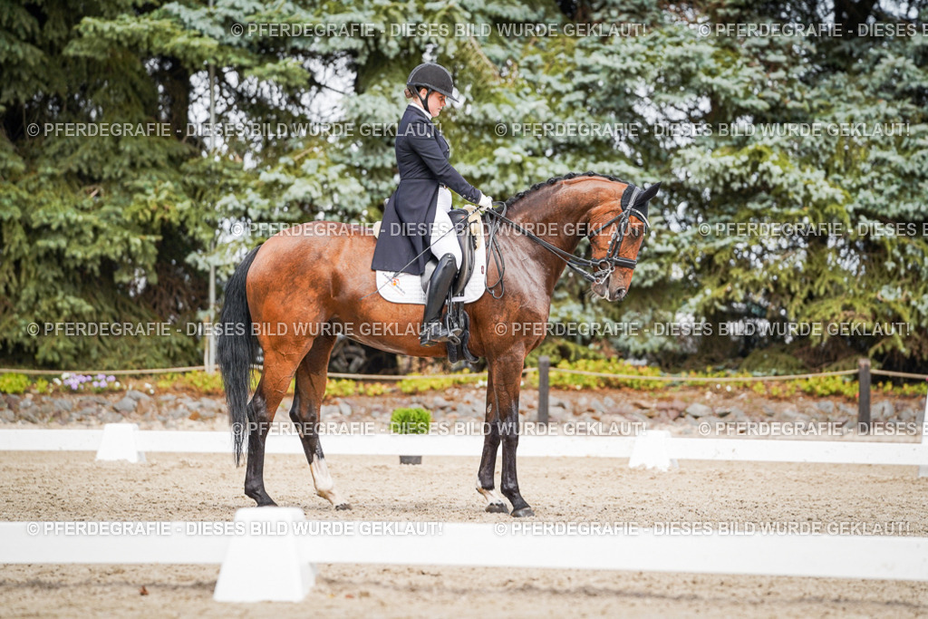 DSC06578 | Pferdegrafie