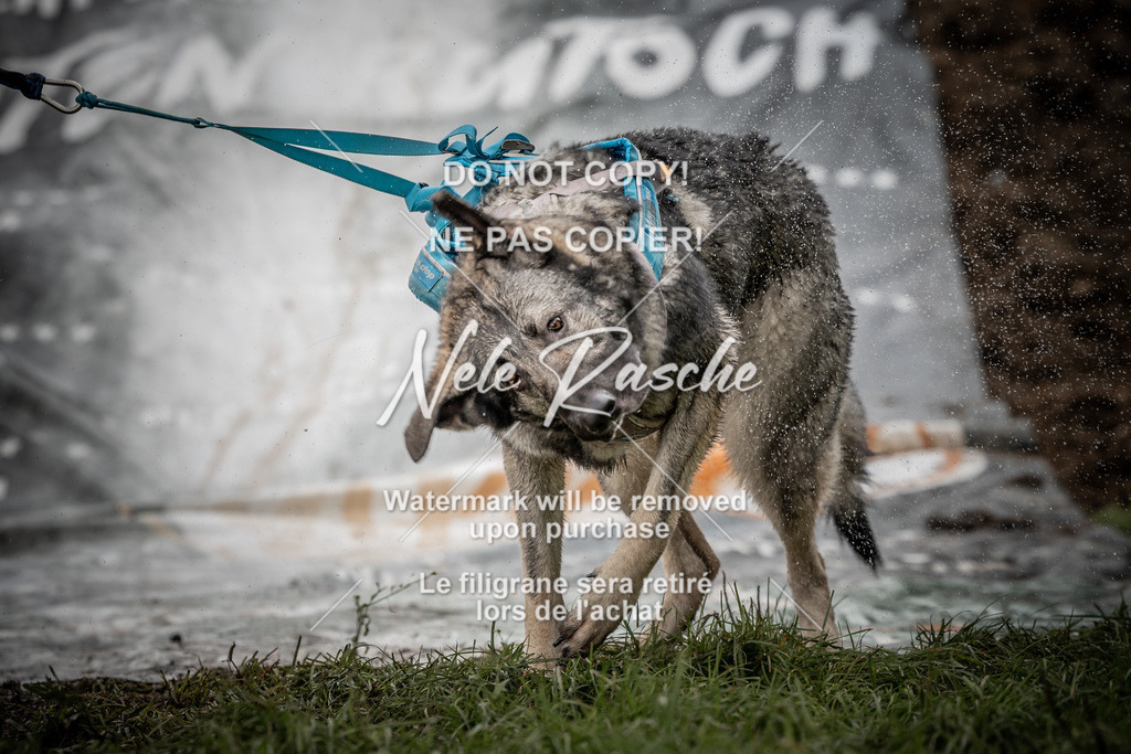 nelerasche_Wingst_Sa1300-1330_387 | nelerasche