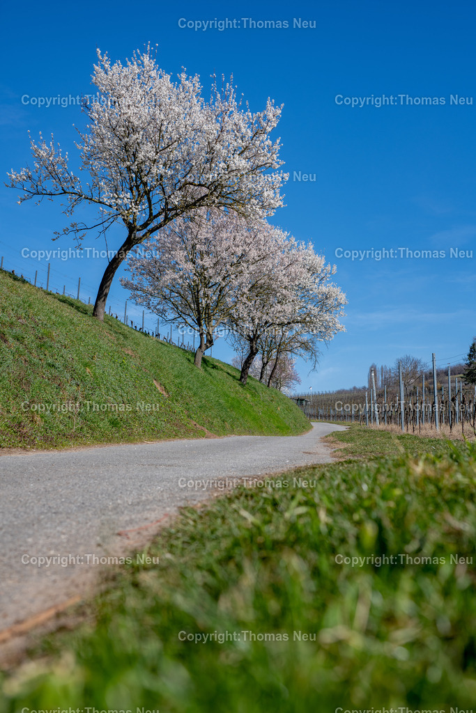 Mandelbluete-Bergstrasse-Weinberge-Fruehling-hessische-bergstrasse-Bensheim-Heppenheim-Fotografie-Thomas_neu-1182 | Die Mandelblüte an der Hessischen Bergstraße gehört zu den schönsten Frühlingsmomenten der Region. Ein blühender Mandelbaum steht oberhalb der Weinberge zwischen Bensheim und Heppenheim und bietet einen weiten Blick über die Rebenlandschaft.  Die Kombination aus blühenden Mandelbäumen, Weinbergen und der sanften Landschaft der Bergstraße macht diese Szene zu einem typischen Motiv des Frühlings in Südhessen.,Bild: Thomas Neu