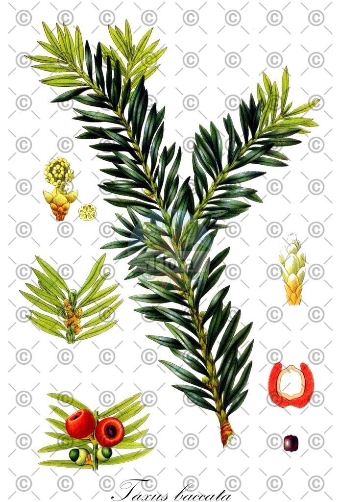 HistAbb_wfo-0000779986_1_ENZY_Simple | Historische Abbildung von Taxus baccata - Taxaceae (Gewöhnliche Eibe;Europäische Eibe;Eibe) | Historical Illustration of Taxus baccata - Taxaceae (yew;european yew;common yew)