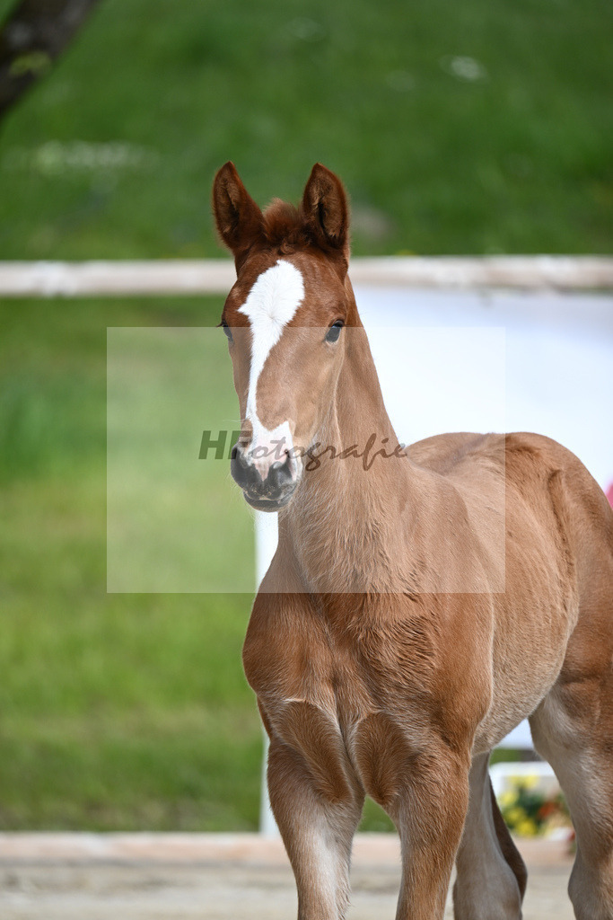Van Vermeer x Wynton_SF_Gestuet Greim_11240315 | hf-fotografie - Realisiert mit Pictrs.com