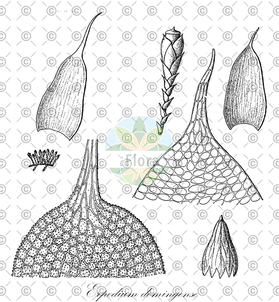 HistAbb_2209_1_FLORAD_SIMPLE | Historische Abbildung von Erpodium domingense - Erpodiaceae | Historical Illustration of Erpodium domingense - Erpodiaceae