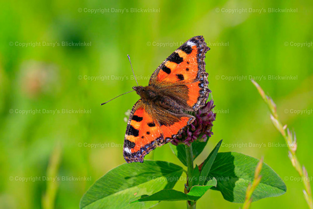 20182 | Tierfotografie, Tierkalender, Tierbilder, Insekten, Spinnen, Vögel, Schmetterling, Libellen, Leinwand, Colorkey, Qualität, Geschenkartikel, Geschenk - Realisiert mit Pictrs.com