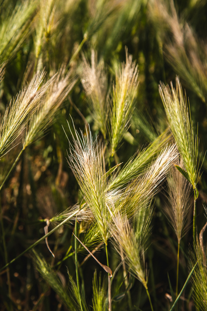 Golden Whisper | Im warmen Abendlicht leuchten die feinen Grannen eines wilden Getreidegrases und werden vom sanften Wind in Bewegung gehalten. Die geringe Schärfentiefe und das weiche Bokeh verleihen dem Motiv eine ruhige, natürliche Atmosphäre und lenken den Blick auf die filigranen Strukturen der Pflanze. Ein zeitloses Fine-Art-Naturmotiv voller Leichtigkeit und Harmonie. - Realisiert mit Pictrs.com