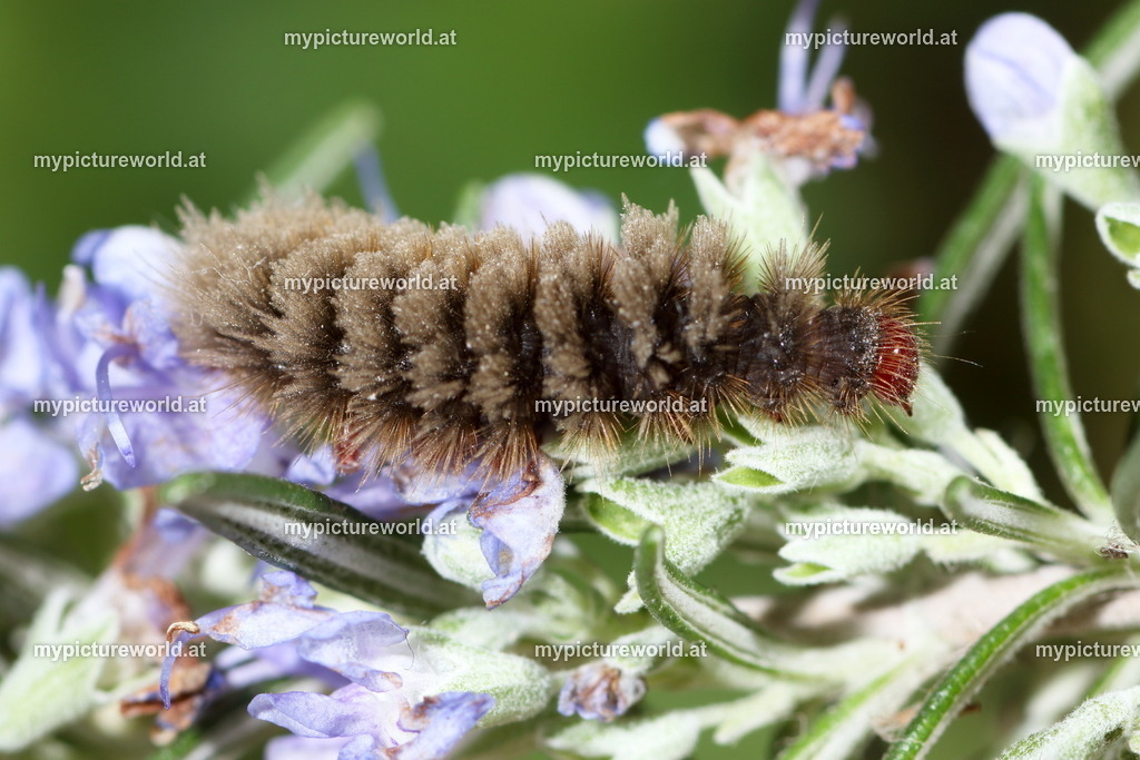 Amota phegea-008 | Das Bilderarchiv über Tiere, Planzen und Landschaften. In der Bilddatenbank finden Sie ein große Auswahl an hochwertigen Bilder für Ihre Werbung - Realisiert mit Pictrs.com