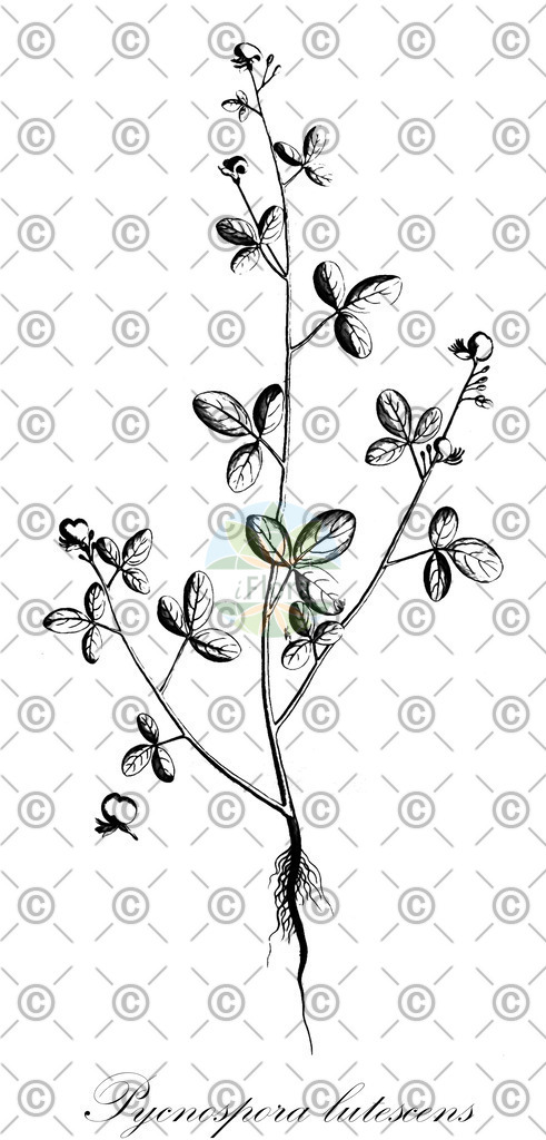 HistAbb_wfo-0001171871_1_ENZY_Simple | Historische Abbildung von Pycnospora lutescens - Fabaceae | Historical Illustration of Pycnospora lutescens - Fabaceae