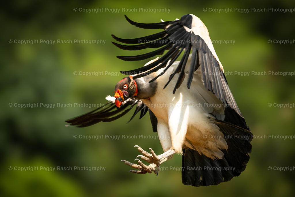 Königsgeier (8) | PeggyRaschPhotography - Realisiert mit Pictrs.com